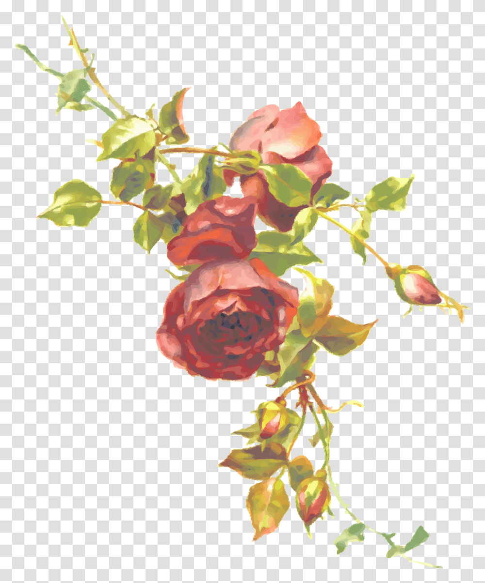 Single Red Rose Clipart Image Vintage Roses, Plant, Flower, Blossom Transparent Png