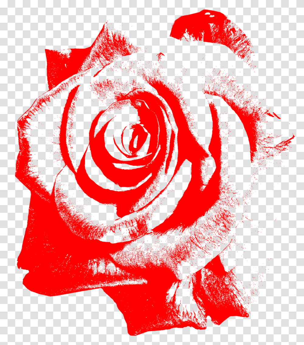Single Red Rose, Flower, Plant, Blossom, Person Transparent Png