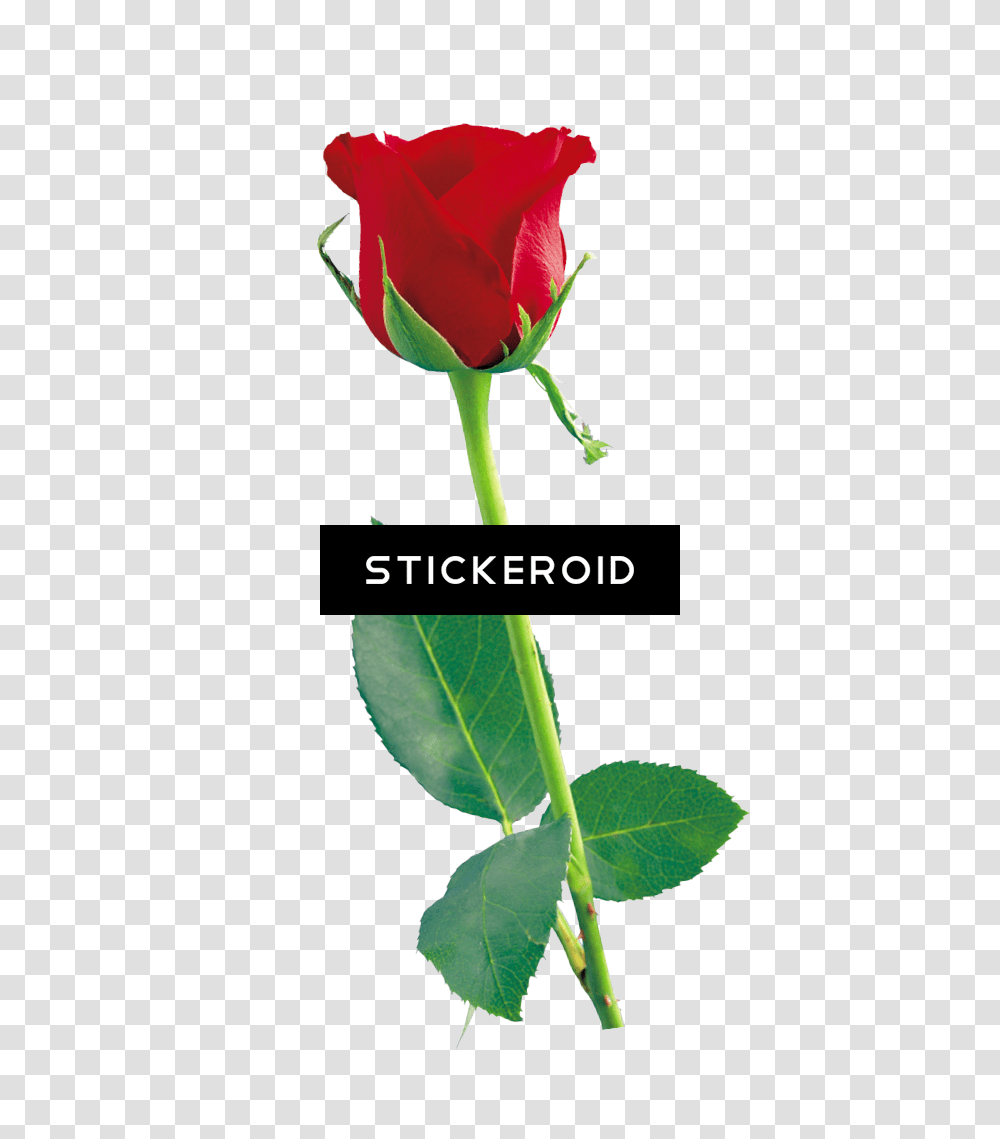 Single Red Rose Flowers Rose Icon Full Single Red Rose Image Hd, Plant, Blossom, Leaf, Petal Transparent Png