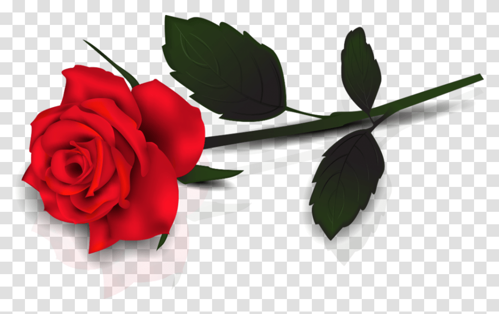 Single Red Rose For Designing Background Single Rose, Plant, Flower, Blossom, Petal Transparent Png