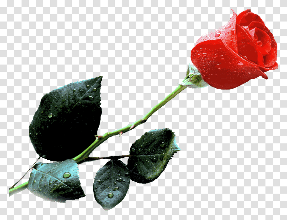 Single Red Rose Gif, Plant, Flower, Blossom, Leaf Transparent Png