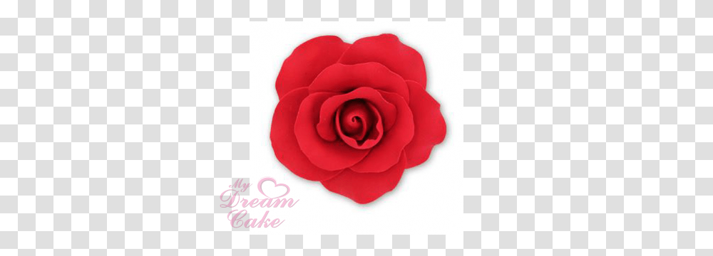 Single Red Rose Large, Flower, Plant, Blossom, Dahlia Transparent Png