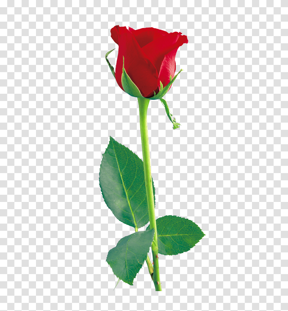 Single Red Rose, Plant, Flower, Blossom, Leaf Transparent Png