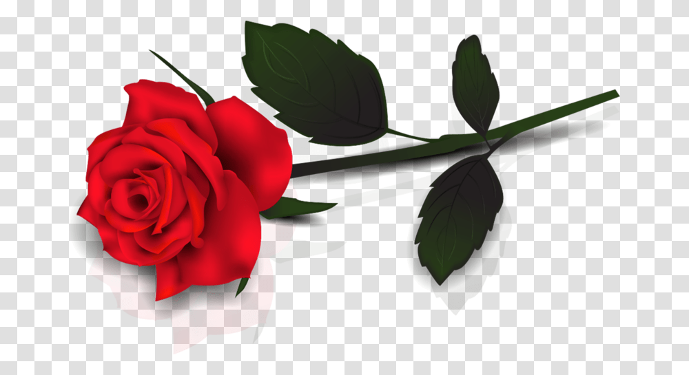 Single Red Rose, Plant, Flower, Blossom, Petal Transparent Png