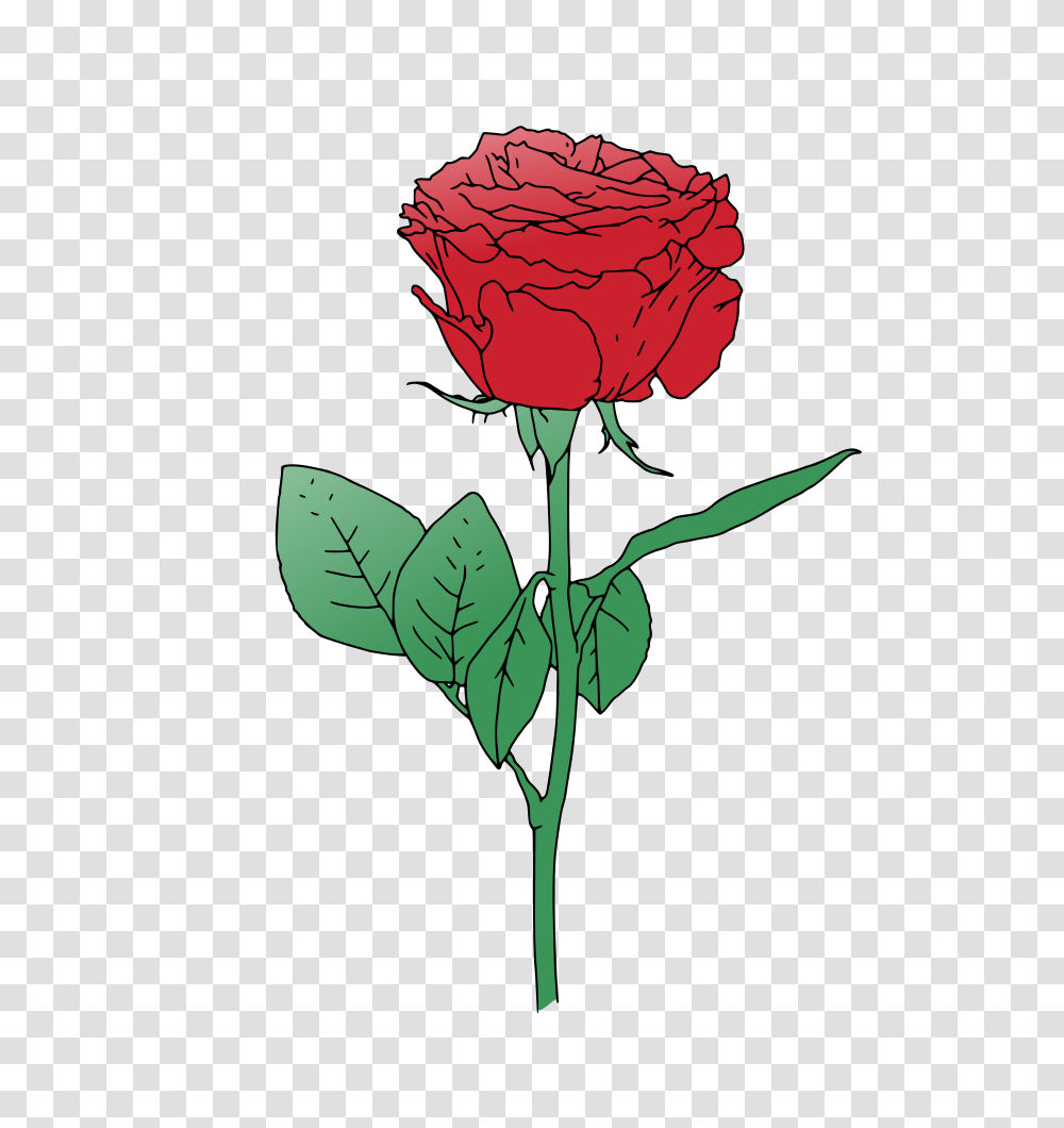Single Red Rose Vector Clipart Cartoons Illustrations, Plant, Flower, Blossom, Carnation Transparent Png