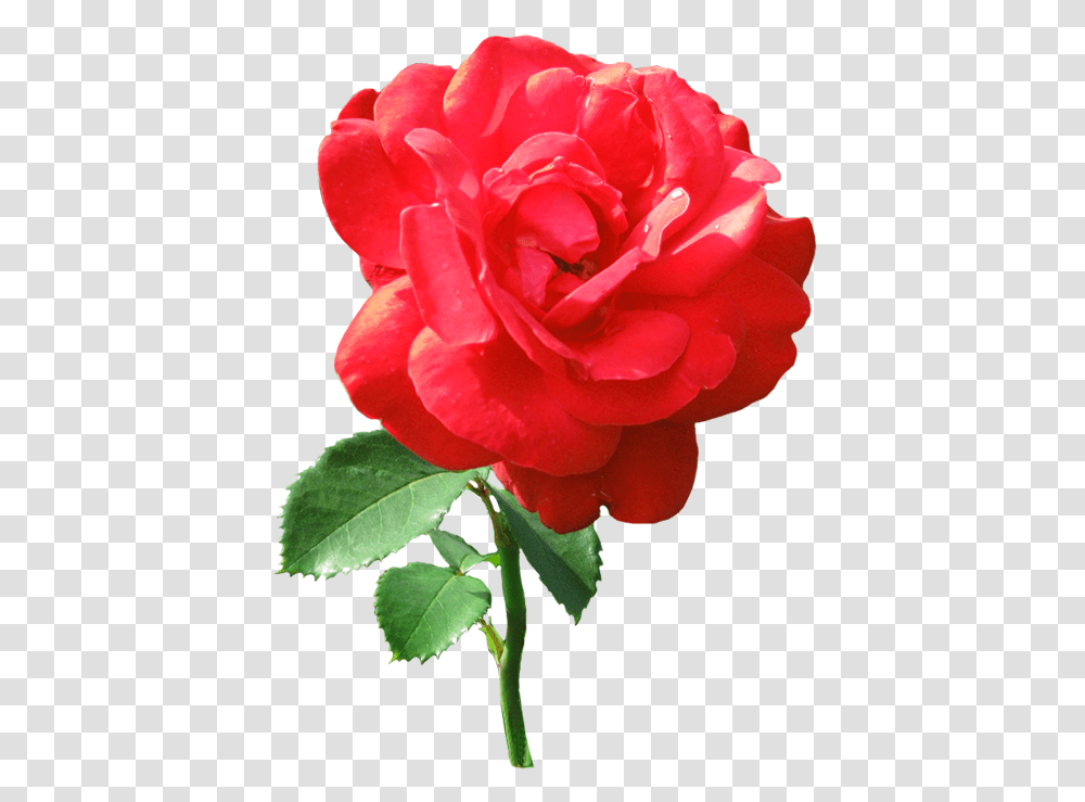 Single Red Rose With Dew Drops Single Red Rose, Flower, Plant, Blossom, Geranium Transparent Png