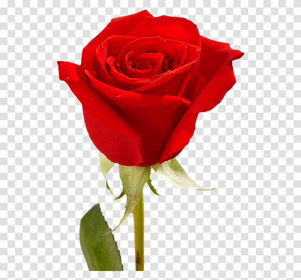 Single Red Rose With Greenery Motherquots Day Arrangements Best Red Rose Flower, Plant, Blossom Transparent Png