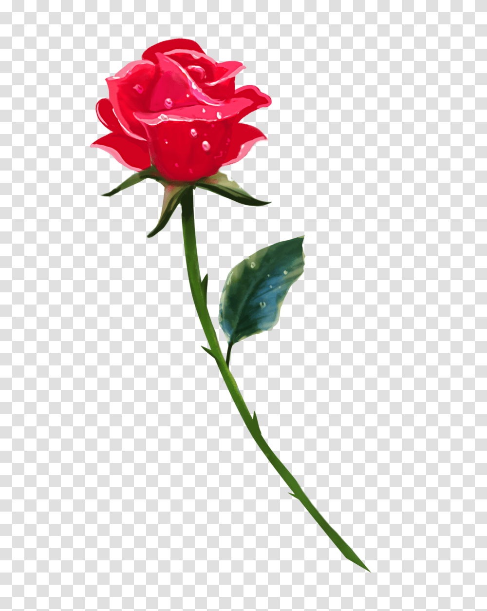 Single Rose Background Image Arts, Plant, Flower, Blossom, Carnation Transparent Png