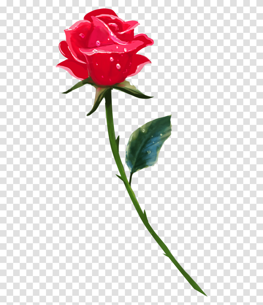 Single Rose Background Image Single Rose Flower, Plant, Blossom, Petal, Leaf Transparent Png