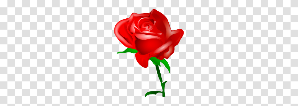 Single Rose Clip Art, Flower, Plant, Blossom, Petal Transparent Png