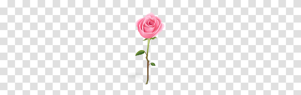 Single Rose Clip Art, Flower, Plant, Blossom Transparent Png