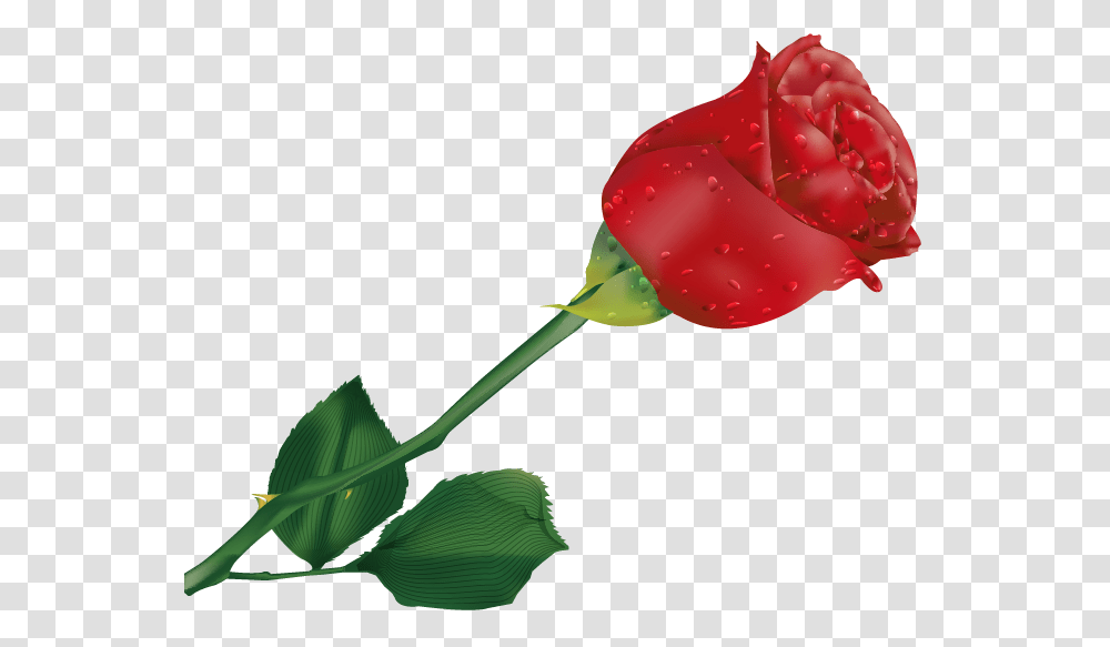 Single Rose Clipart Beautiful Single Rose Flower, Plant, Blossom, Petal, Leaf Transparent Png