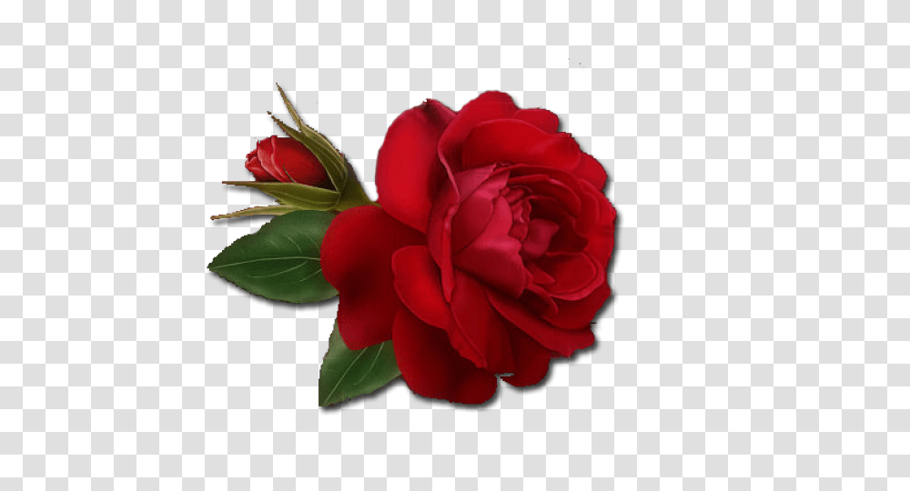 Single Rose Clipart, Flower, Plant, Blossom, Petal Transparent Png