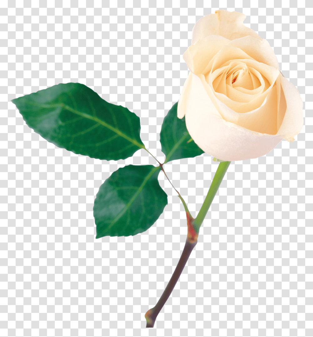 Single Rose Download Image Arts, Flower, Plant, Blossom, Petal Transparent Png