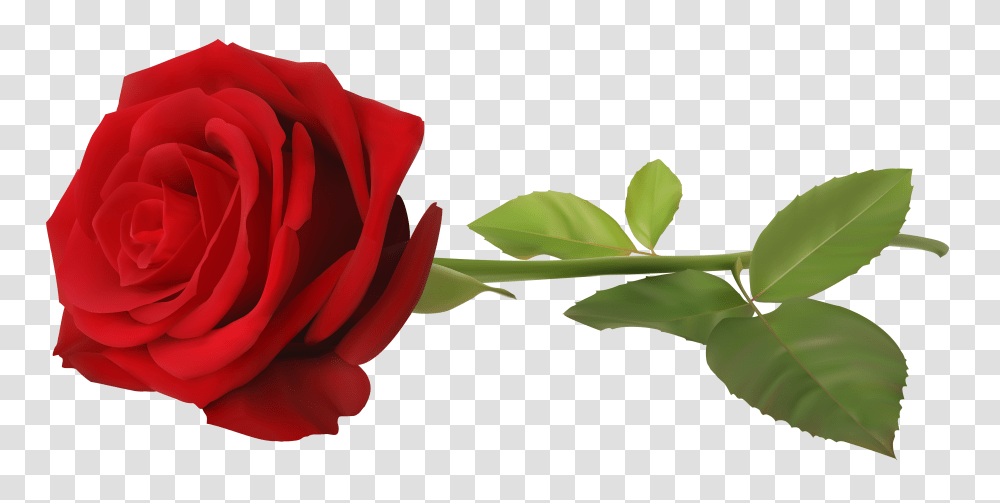 Single Rose Flower 1 Image Rose With Stem, Plant, Blossom, Petal Transparent Png