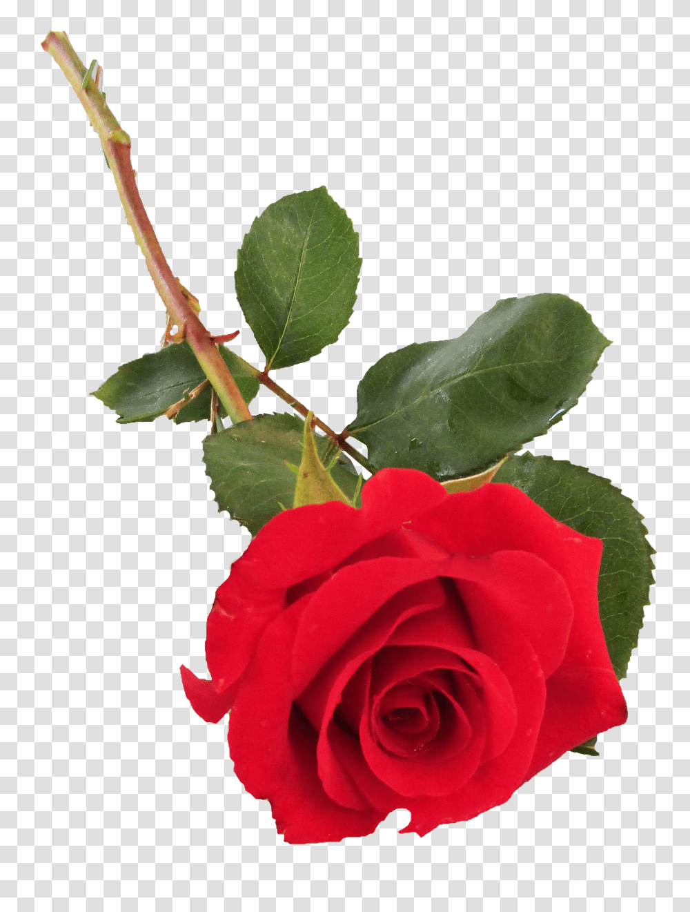 Single Rose, Flower, Plant, Blossom, Leaf Transparent Png