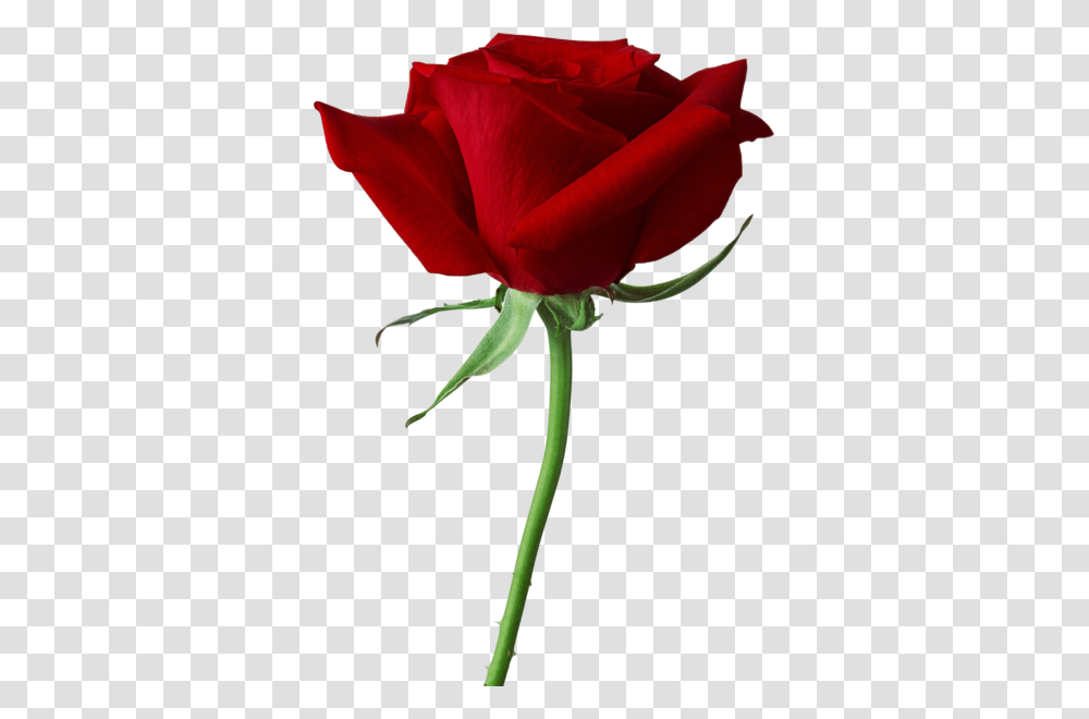 Single Rose, Flower, Plant, Blossom Transparent Png