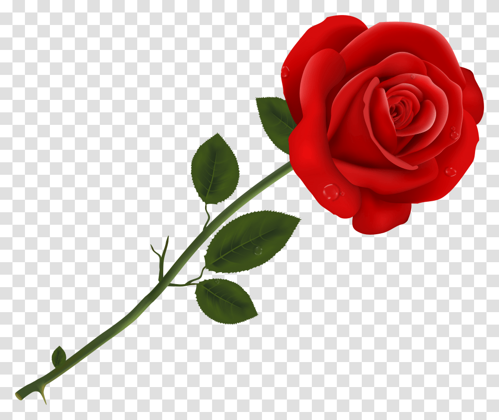 Single Rose Free Download Rose Clipart, Flower, Plant, Blossom, Petal Transparent Png