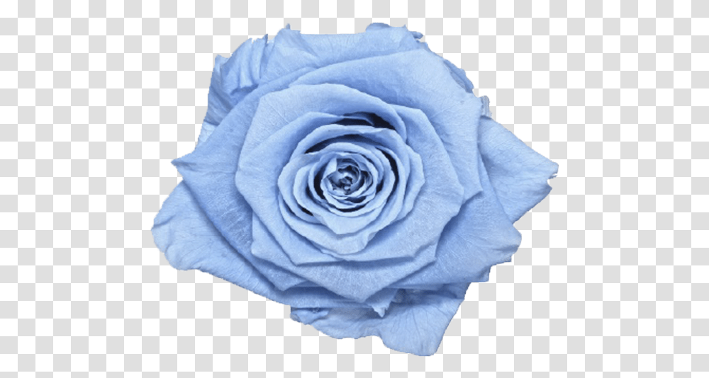 Single Rose Marble BoxClass Lazyload Lazyload Fade Blue Rose, Flower, Plant, Blossom, Geranium Transparent Png