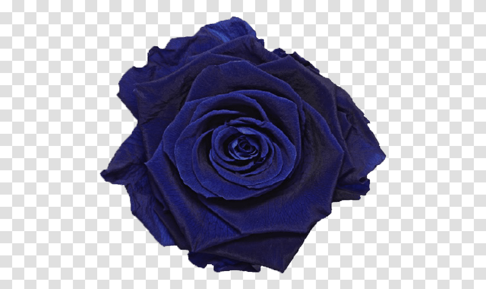 Single Rose Marble BoxClass Lazyload Lazyload Fade Royal Blue Single Rose, Flower, Plant, Blossom, Person Transparent Png