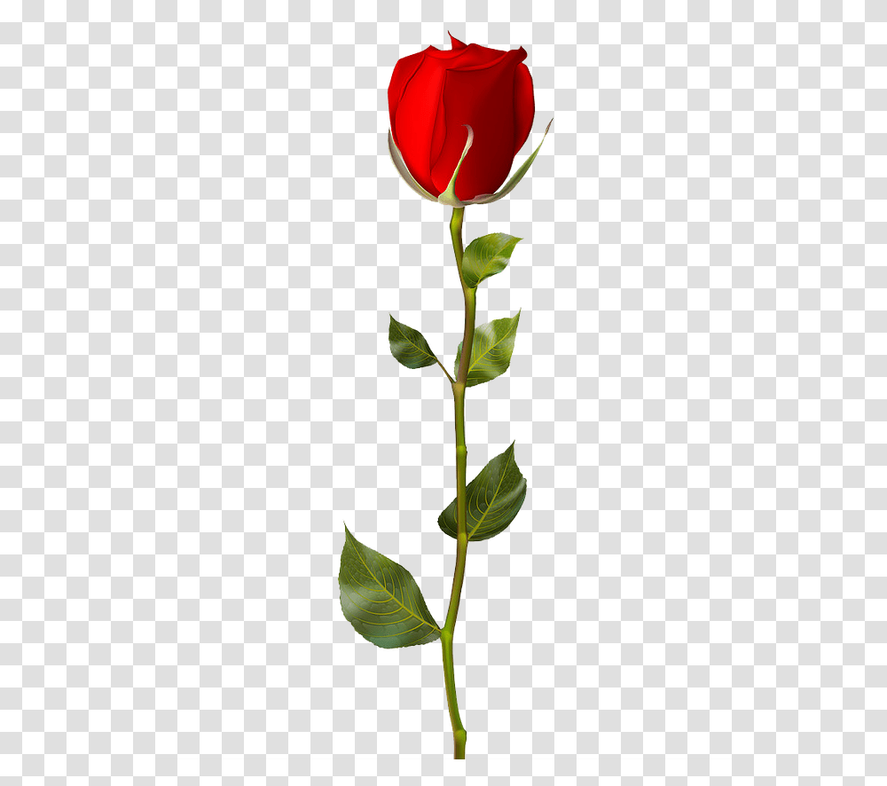 Single Rose No Background, Flower, Plant, Blossom, Tulip Transparent Png