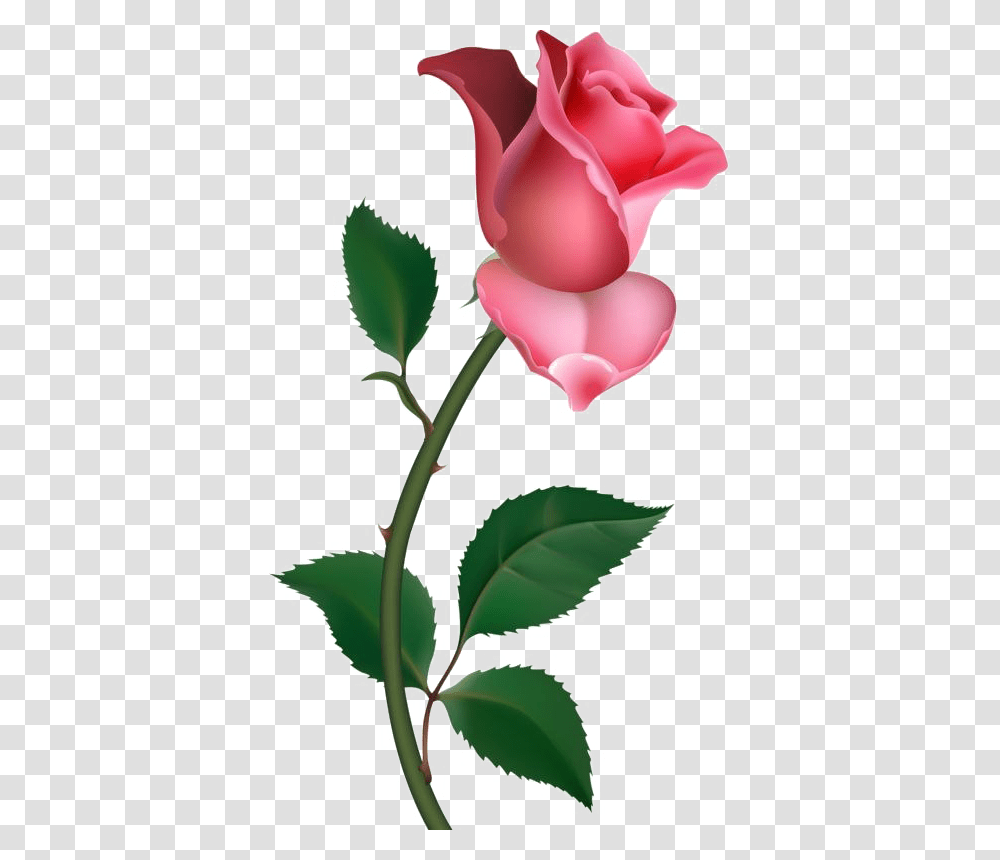 Single Rose Pic Arts, Petal, Flower, Plant, Blossom Transparent Png