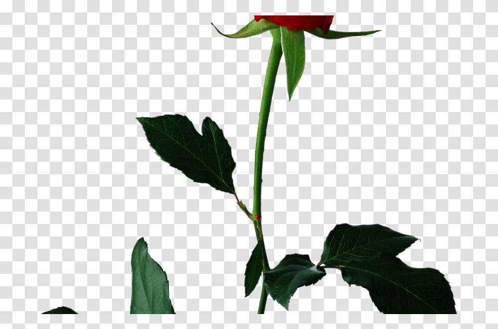 Single Rose Rose With Background, Flower, Plant, Blossom Transparent Png