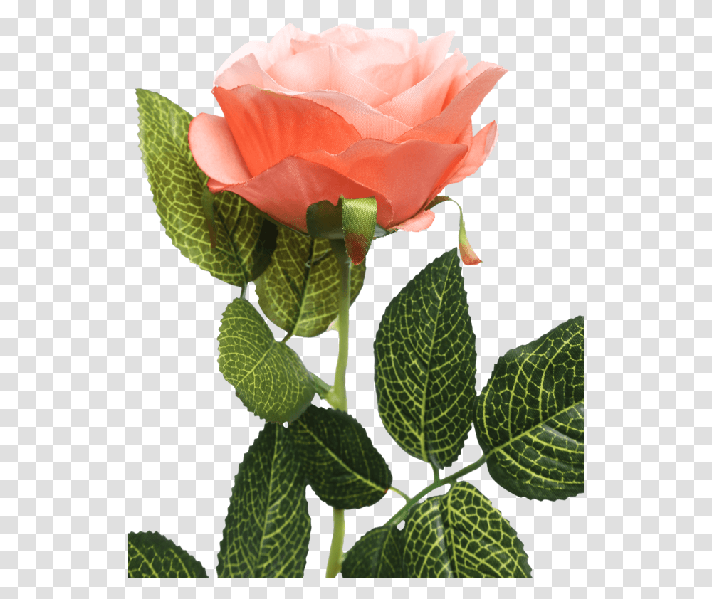 Single Rose Stem Orange Garden Roses, Plant, Flower, Blossom, Petal Transparent Png