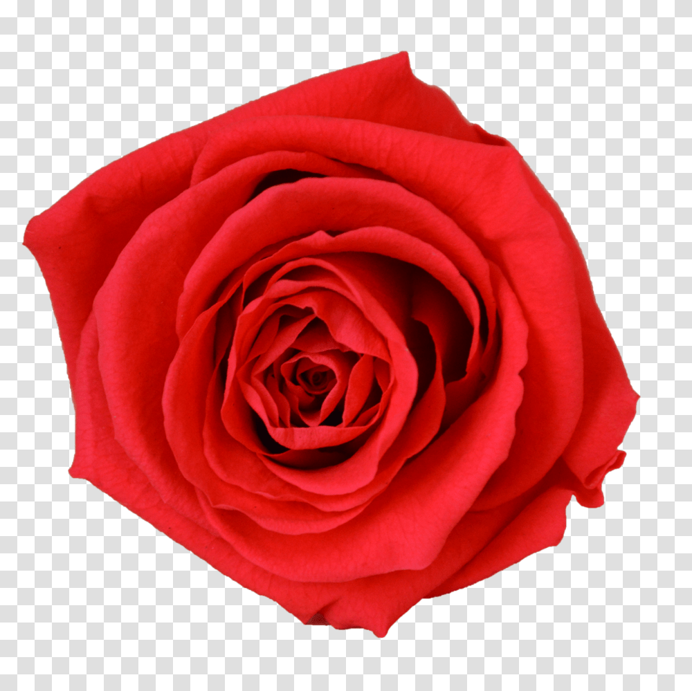 Single Rose Votive Luxe Bloom, Flower, Plant, Blossom, Petal Transparent Png