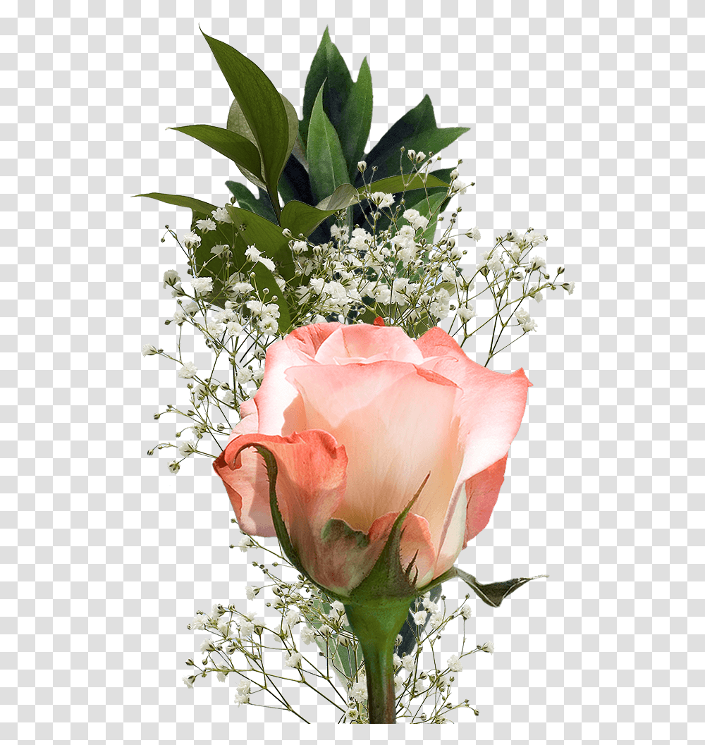 Single Roses Bouquets For Valentine's Day Flower Fundraisers Single Flower, Plant, Blossom, Ikebana Transparent Png