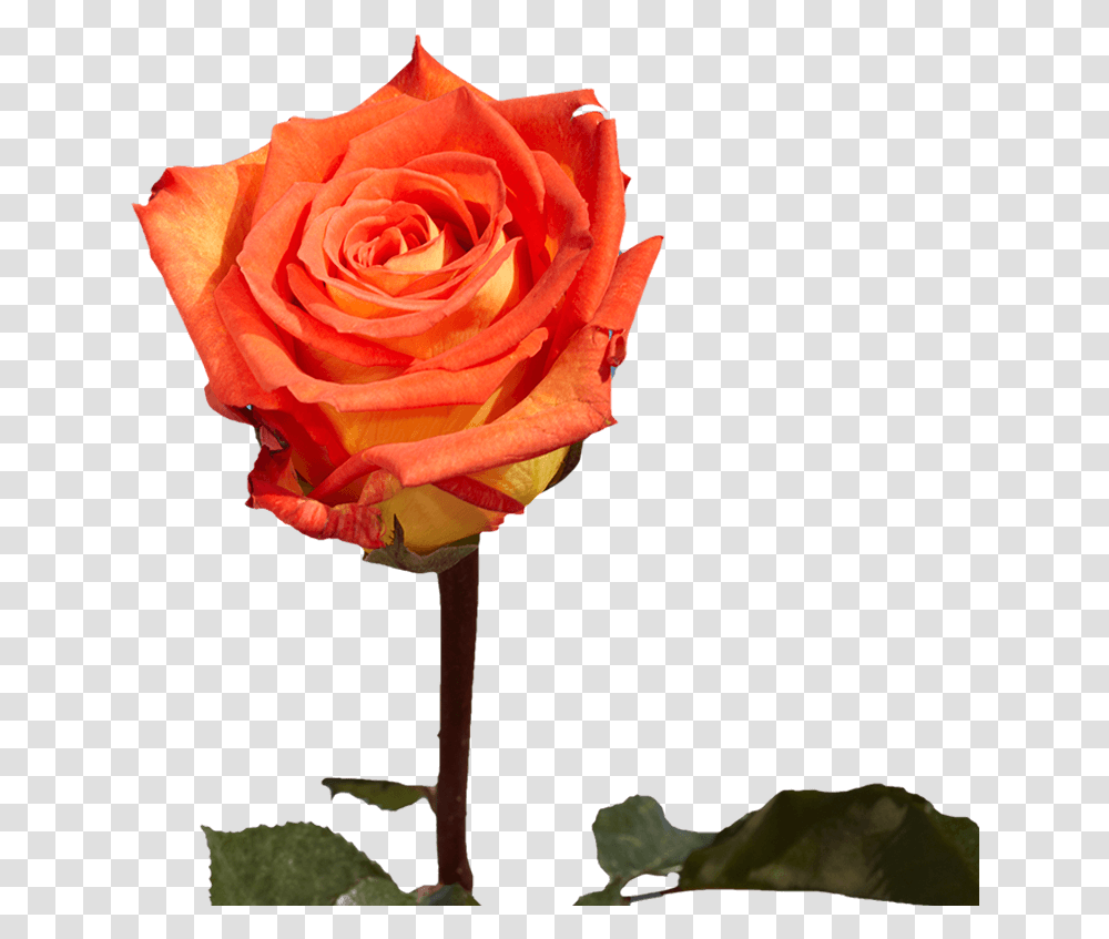 Single Roses For Valentine's Day Gifts Floribunda, Flower, Plant, Blossom, Petal Transparent Png