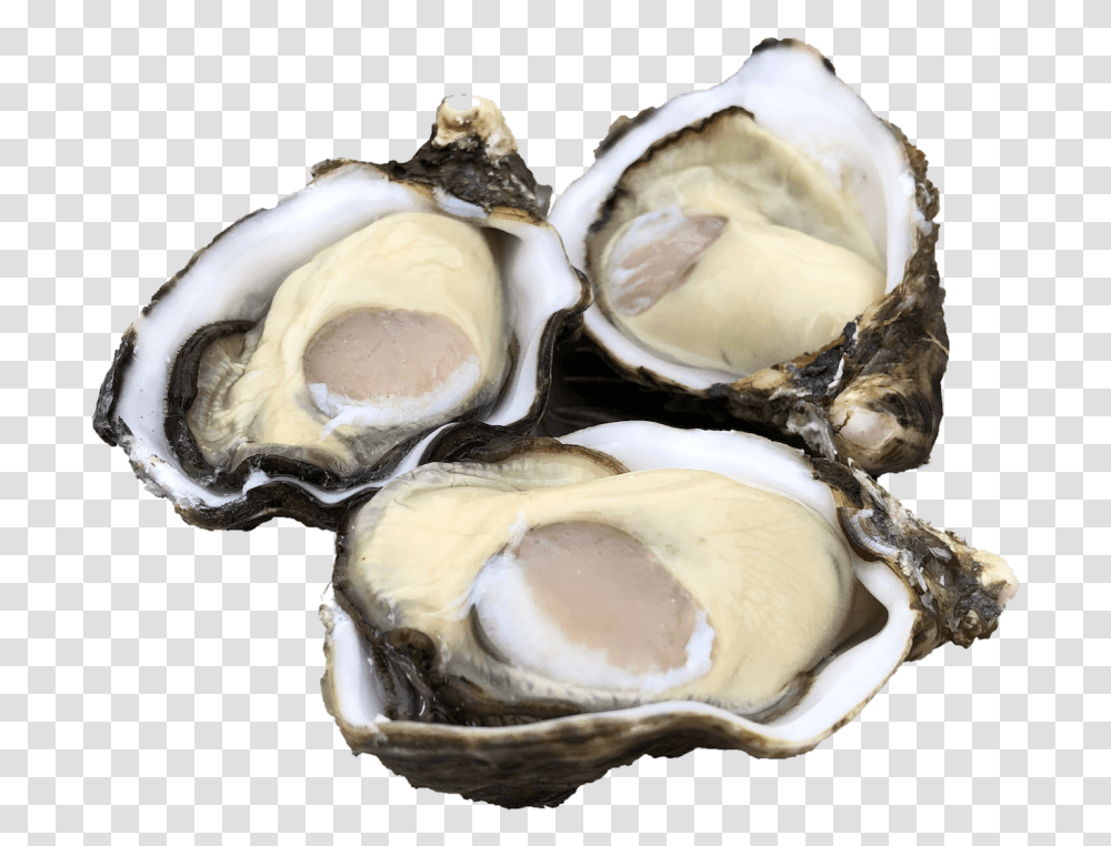Single Seed Oysters Tiostrea Chilensis, Sea Life, Animal, Seashell, Food Transparent Png