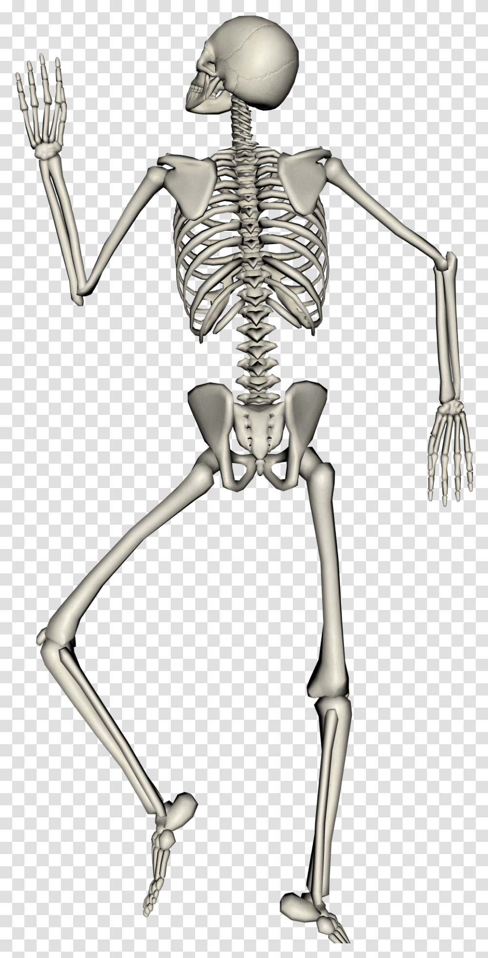 Single Skeleton Top Down View, Fork, Cutlery Transparent Png