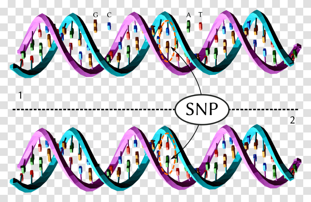 Single Snp Genetica, Neon, Light Transparent Png