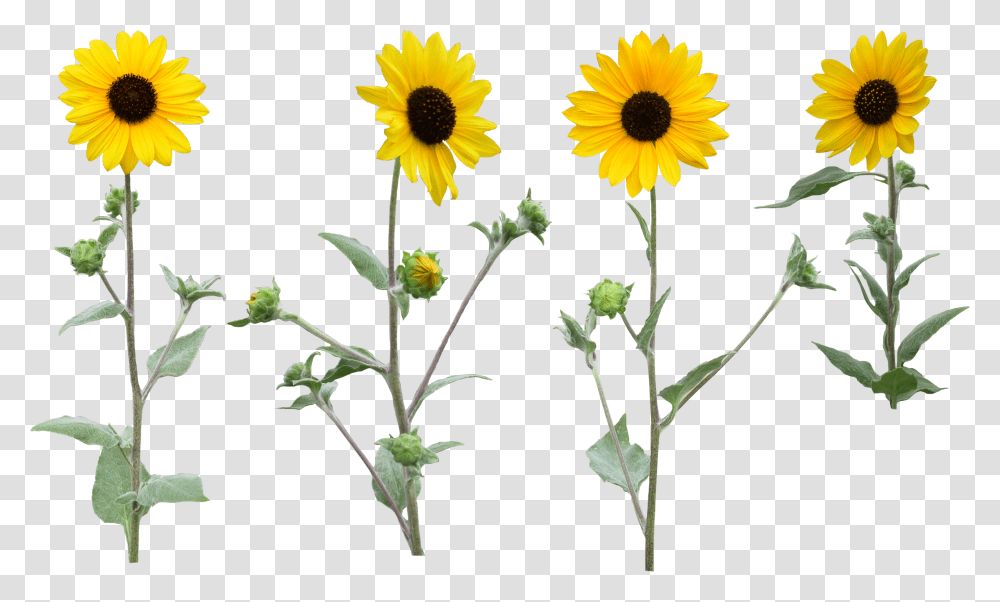 Single Sunflower Background Flower, Plant, Blossom, Daisy, Daisies Transparent Png