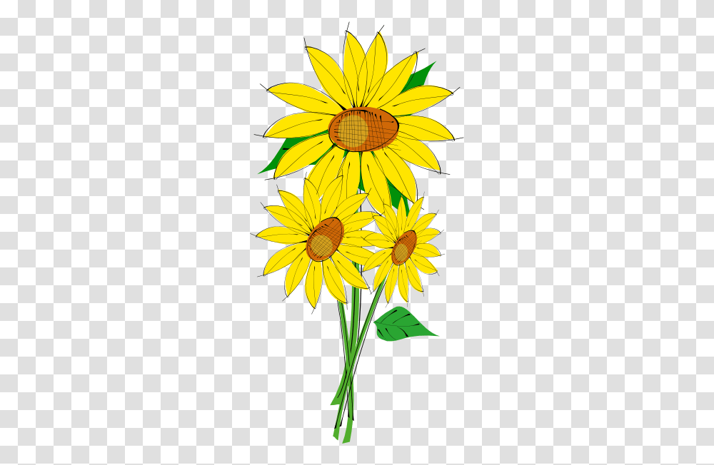 Single Sunflower, Plant, Blossom, Daisy, Daisies Transparent Png