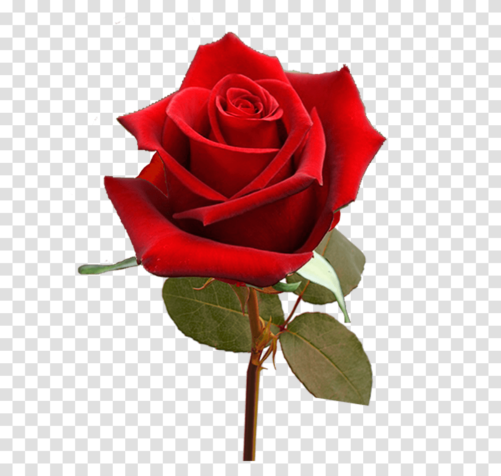 Single Valentine's Day Roses For Flower Sale Fundraiser Floribunda, Plant, Blossom Transparent Png