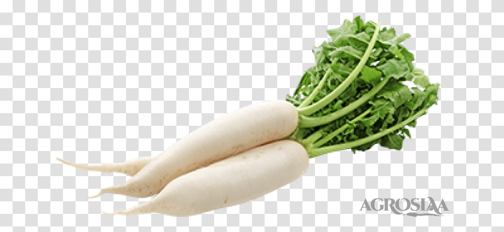 Single Vegetables Images Hd, Plant, Radish, Food, Banana Transparent Png