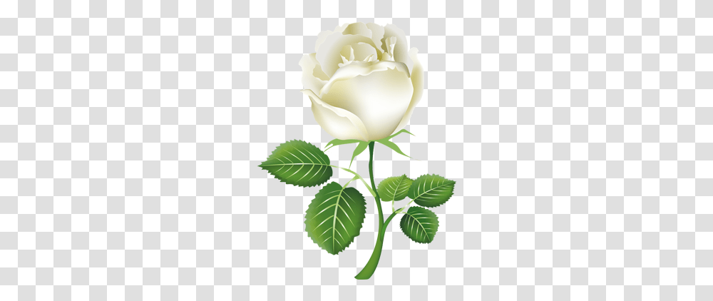 Single White Rose Clipart Free Clipart, Flower, Plant, Blossom, Petal Transparent Png