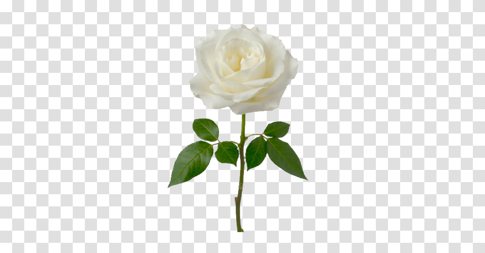 Single White Rose, Flower, Plant, Blossom, Petal Transparent Png