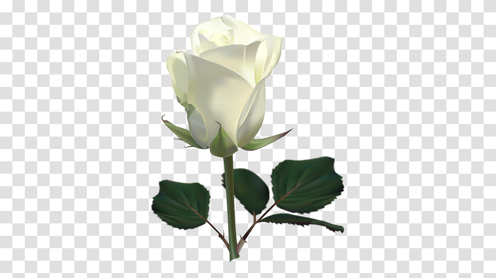 Single White Rose, Flower, Plant, Blossom Transparent Png