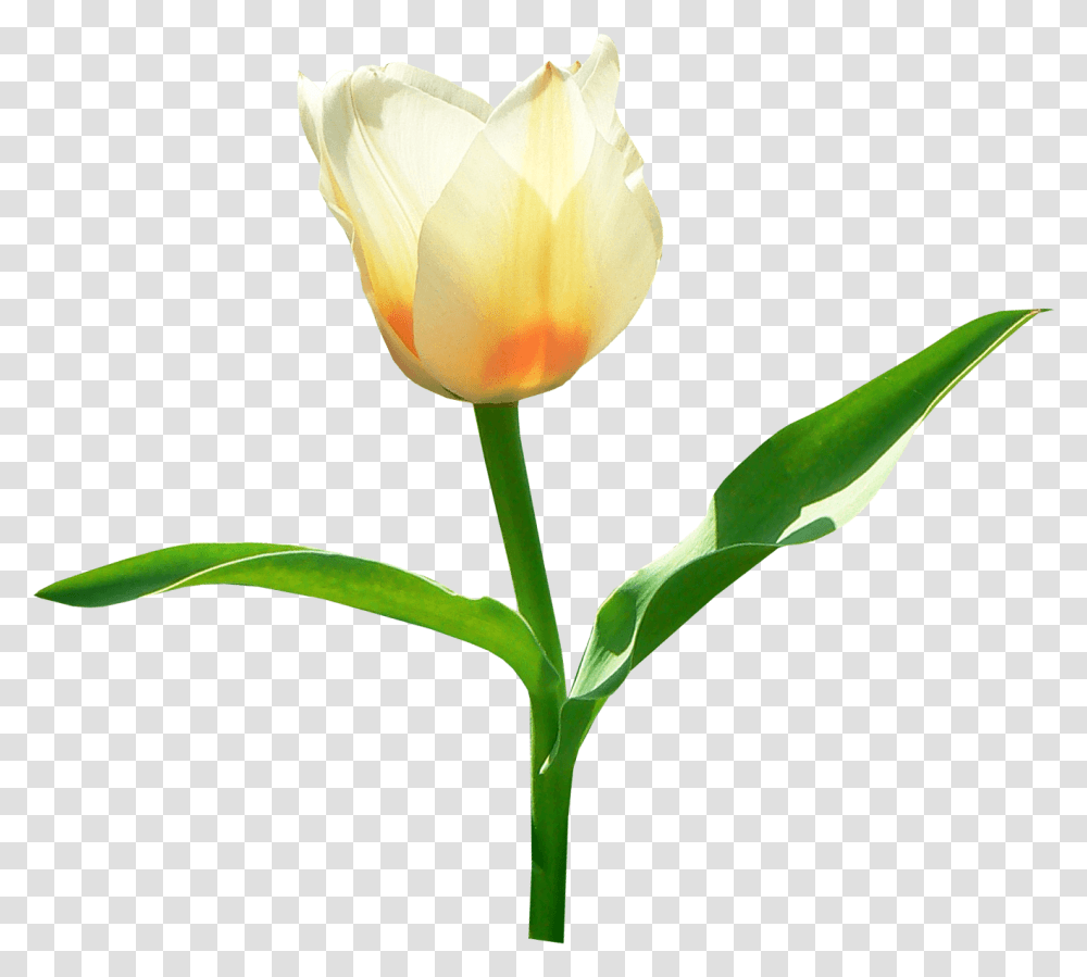 Single White Tulip Tulip, Plant, Flower, Blossom, Petal Transparent Png