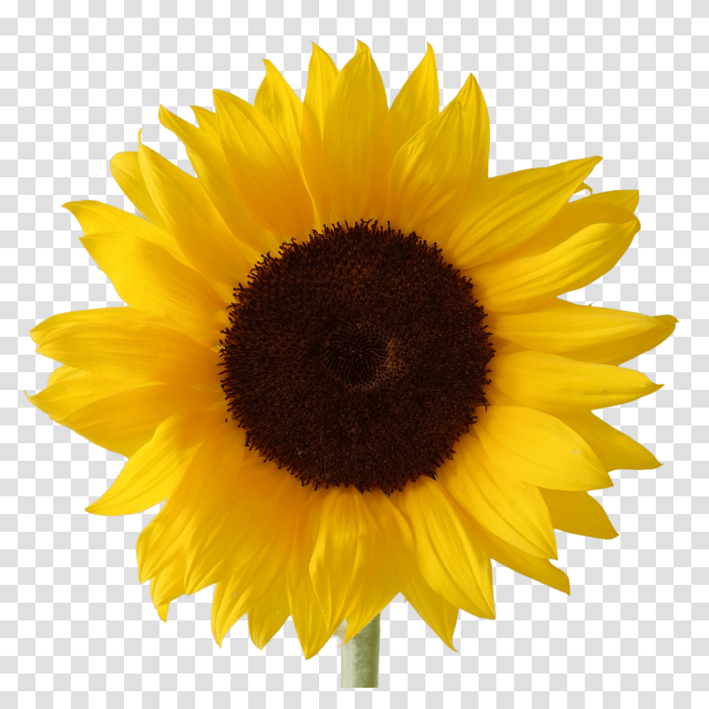 Single Yellow Daisy Clip Art, Plant, Flower, Blossom, Sunflower Transparent Png