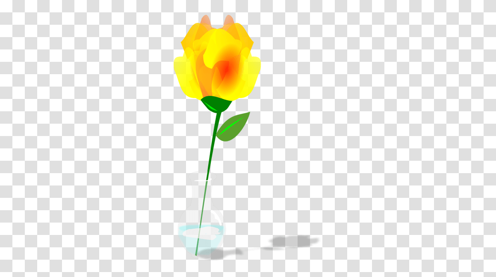 Single Yellow Rose, Plant, Flower, Blossom, Petal Transparent Png