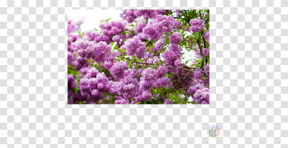 Siren Oboi, Plant, Flower, Blossom, Lilac Transparent Png