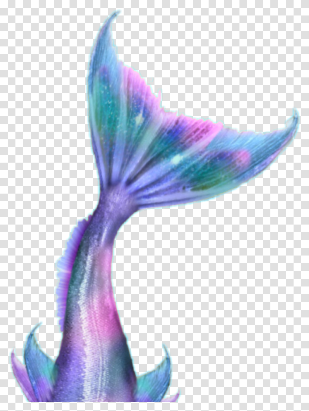 Sirena Mermaid Mermaid, Petal, Flower, Plant, Blossom Transparent Png