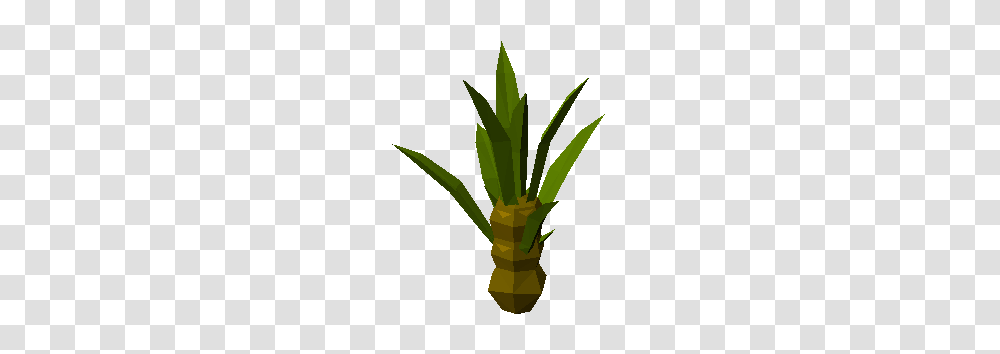 Sisal Agave Plant, Palm Tree, Arecaceae, Leaf, Bamboo Transparent Png