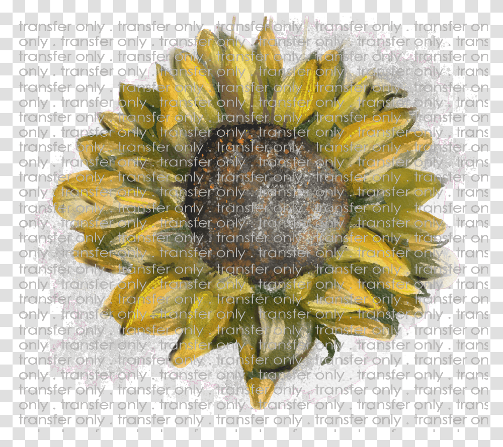 Siser Flw 2 Watercolor Sunflower Sketch Sunflower, Poster, Advertisement, Collage, Painting Transparent Png