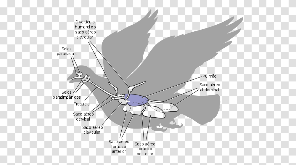 Sistema Respiratrio Das Aves Air Sacs Of Pigeon, Insect, Invertebrate, Animal, Helicopter Transparent Png