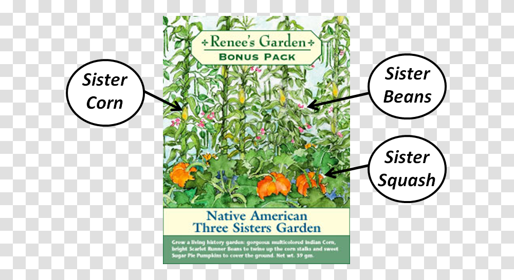 Sisters Garden Native Americans, Plant, Advertisement, Potted Plant, Vase Transparent Png